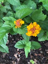 Image result for Lantana rugosa