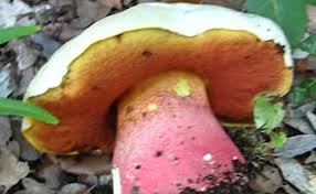 Elle a 5 ans et pèse 26 kilos. Les Bolets Une Grande Famille D Excellents Champignons