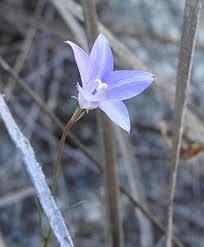 Image result for Wahlenbergia flexuosa