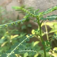 Image result for Phyllanthus beillei