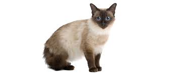 The siamese cat is not hypoallergenic. What Are The Best Hypoallergenic Cat Breeds For People With Allergies Petfinder