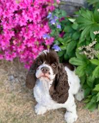 Maybe you would like to learn more about one of these? Older Adorable Cocker Spaniel Puppies For Sale Near Me Facebook