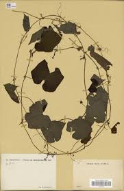 Image result for Raphidiocystis