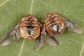 Image result for Styppeiochloa gynoglossa