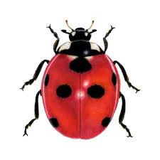 With josh thomas, kayla cromer, adam faison, maeve press. Seven Spot Ladybird Tom Raymo Nature Art Drawings Illustration Animals Birds Fish Bugs Insects Beetles Ladybug Artpal