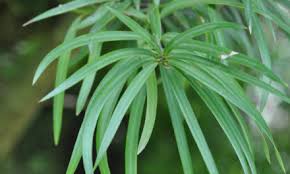 Image result for Inhambanella henriquesii