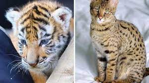 Ada gambar harimau mengaum, berjalan, tidur, memanjat pohon dan berenang. Beli Bayi Kucing Savannah Lewat Online Pasangan Ini Justru Dikirim Bayi Harimau Hot Liputan6 Com