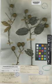 Image result for Platysepalum