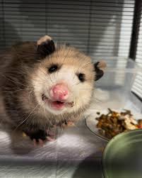 Millstone Wildlife Center