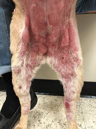 Image result for mastocytoma in dogs