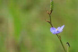Image result for Aristea abyssinica