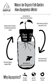 How Aquaponics Works Click Image To See A 6 Jar Mason Jar Aquaponics Kit Www Greenplur Xyz Www Etsy Com Shop Greenplur Fish Garden Aquaponics Aquaponics Kit