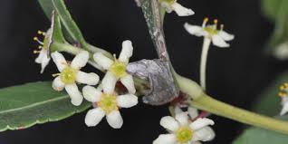 Image result for Maytenus undata