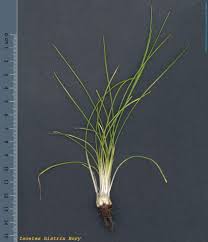 Image result for Isoetes