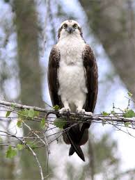 Florida Birds Of Prey Images Osprey Naples Florida Vogel Foto S Roofvogels Vogels