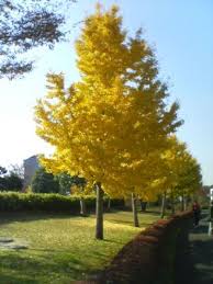 Ginkgo Biloba Gingo O Ginko Di Bian Alberi A Foglia Caduca Foglie Decorazioni Giardino E Giardino