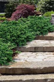 Image result for Pachycarpus spurius