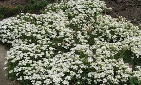 Great savings & free delivery / collection on many items. Perennial Ground Covers For Sunny Gardens