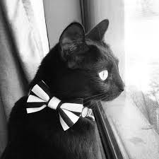 Black And White Cat With Bow Tie Cat Bow Tie The Cat Burglar Black And White Striped Cats Black Cat Crazy Cats