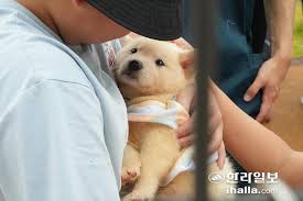 입양