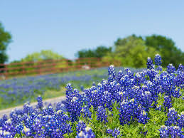 They come in varying sizes, shapes, and levels of hardiness, making them a. It S Bluebonnet Season The Institute For Creation Research