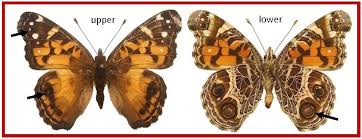 The wing spread of adults is 1.75 to 2.40 inches (daniels 2003). How To Identify Common Look Alike Butterflies