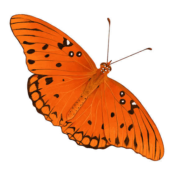 Mariposa del aire...¡que hermosa eres! - Verde Urbano | Conservacion Urbana y Educación Ambiental