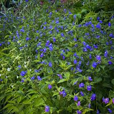 Image result for Browallia americana