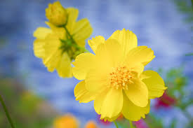 Image result for Cosmos sulphureus