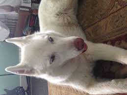 Found Dog Siberian Husky In Philadelphia Pa Lostmydoggie Com Husky Breeds German Shepherd Colors Husky