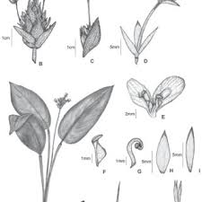 Image result for Hypselodelphys scandens