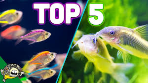 Snappers are found, often in abundance, throughout the tropics. Top 5 Aquarium Schooling Fish Best Beginner Schooling Fish Youtube