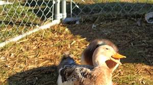 We did not find results for: Female Silver Appleyard Duck Being Introduced To The Male Duck For The First Time Youtube