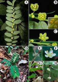 Image result for Phyllanthus inflatus
