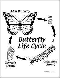 It's a critical time for an es. Clip Art Butterfly Life Cycle Coloring Page I Abcteach Com Abcteach