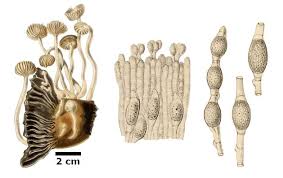 Image result for Astripomoea