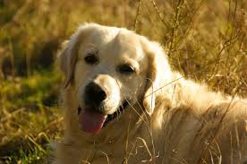 Maybe you would like to learn more about one of these? Hemangiosarcoma In Dogs An Aggressive Blood Vessel Cancer Veterinary Emergency Critical Care