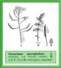 Image result for Nasturtium microphyllum