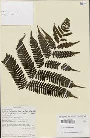 Image result for Epilobium stereophyllum