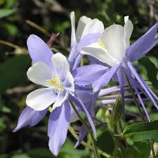 Khonshu first appeared in moon knight #1 (november 1980), and is based on the egyptian lunar god khonsu. Great Places To See Colorado Wildflowers Moon Travel Guides