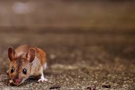 I just did a house where three little mice were decomposed and the most pest companies that don't have ladders are lazy, i believe anyways the pest guy suggested cutting a hole in my ceiling as a last resort. Treating Mice Infestations Pest Exterminators Essex