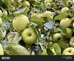 12 most inspiring fruit trees espaliers. Green Ripe Apples On Image Photo Free Trial Bigstock