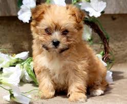 Find your new companion at nextdaypets.com. Yorkiepoo Puppies For Sale Puppy Adoption Keystone Puppies