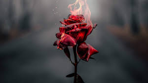 Looking for the best wallpapers? Burning Rose 4k Wallpaper