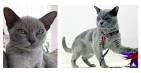 Burmese Kittens For Sale by Reputable Breeders | Pets4You