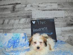 Maybe you would like to learn more about one of these? Havanese Dog Female Chocolate And White 3069270 Petland Dunwoody Puppies For Sale