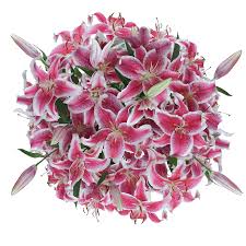 White stargazer lily wedding bouquets. Stargazer Lilies Flowers Lowest Online Price Globalrose