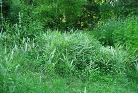 Image result for Pleioblastus fortunei