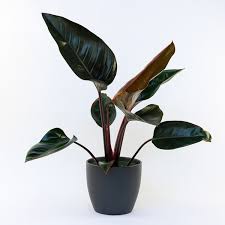 Image result for Filodendron Philodendron