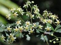 Image result for Putterlickia